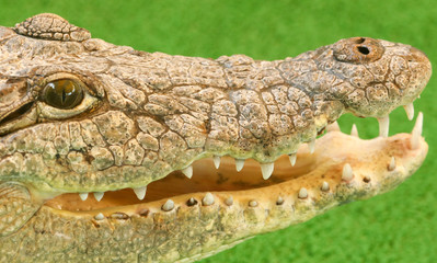 Portrait of a crocodile on a green background