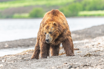 Obraz premium Ruling the landscape, brown bears of Kamchatka (Ursus arctos beringianus)