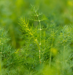 Green leaves on dill as a background