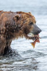 Ruling the landscape, brown bears of Kamchatka (Ursus arctos beringianus)