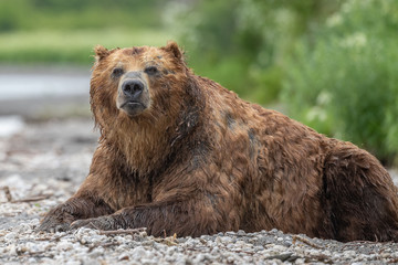 Obraz premium Ruling the landscape, brown bears of Kamchatka (Ursus arctos beringianus)