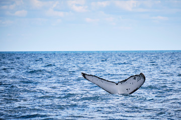 Fototapeta premium Whale swimming on the humpback highway