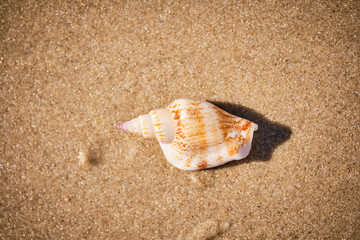 Fototapeta na wymiar sea shell on the beach