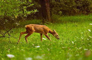 A doe of a roe deer grazing on a green meadow in an orchard on a summer evening