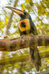 Cute toucan with yellow and black colors in Ecuador