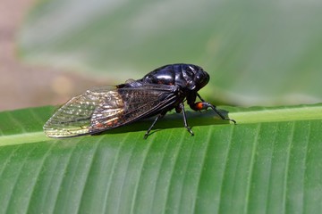 Taiwanese Panda (Cryptotympana holsti Distant, 1904)