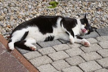Schwarzweiße Katze liegend mit schleckender Zunge