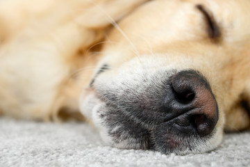 dog snout from golden retriever on carpet