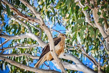 Fototapeta na wymiar Whistling Kite sitting in gum tree on Fraser Island Hervey Bay Queensland Australia