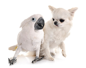 White cockatoo and chihuahua