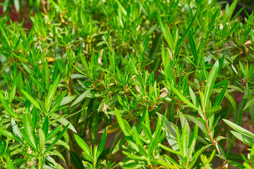 Natural wall background ​texture