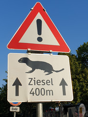 Ziesel - Warnschild
