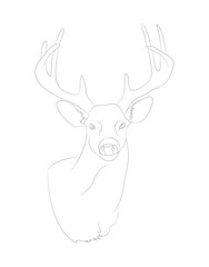 deer portrait vector illustration, line drawing, vector