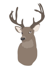 deer portrait, color drawing vector