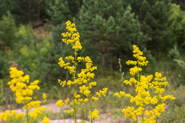 yellow flowers in garden