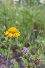 yellow flowers in garden