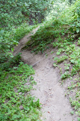 Obraz premium path in the forest