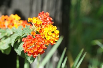Lantana camara flower in nature garden