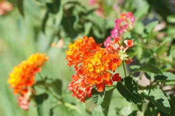 Lantana camara flower in nature garden
