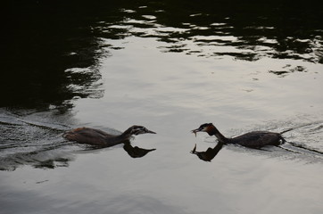 Grèbe huppé qui nourrit son petit
