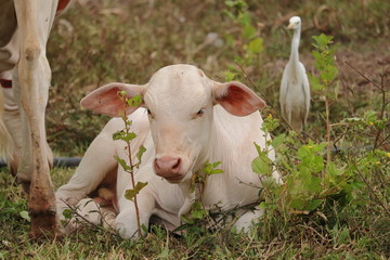  calf and bird in farm