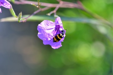 Horizontal stripes  Blister beetles (Mylabris phalerata Pallas)