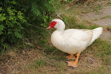 white duck on glass 