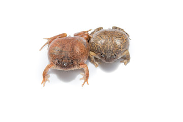 frog isolated on white background,and soft focus