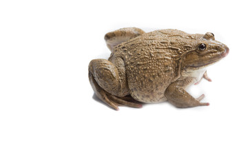 frog isolated on white background,and soft focus