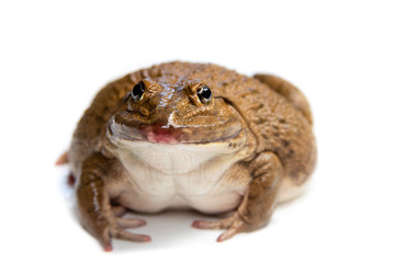 frog isolated on white background,and soft focus