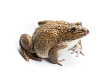 frog isolated on white background,and soft focus