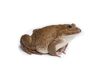 frog isolated on white background,and soft focus