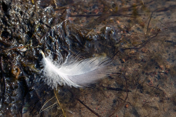 white feather floating on shallow water