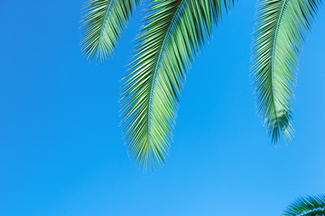 Coconut palm leaves  with blue sky, beautiful tropical background with copy space.