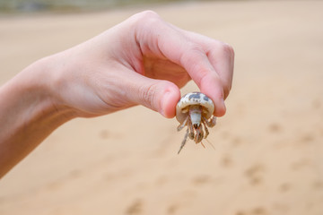 hermit crab movement on the beach with human hand holding crab.