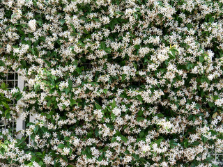Jasmine flowers wall front view