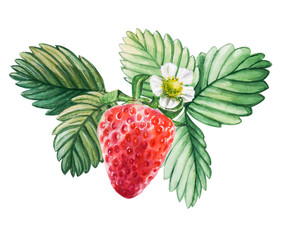 Watercolor red juicy strawberry with leaves. Food background, painted bright composition. Hand drawn food illustration. Fruit print. Summer sweet fruits and berries.