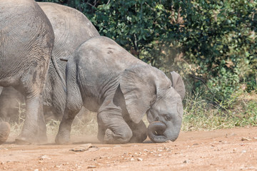 Naklejka premium Small African Elephant calf falling on its nose