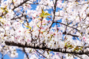 Cherry Blossom