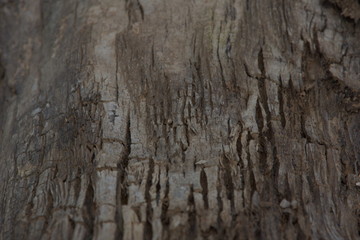 surface of old wood texture background