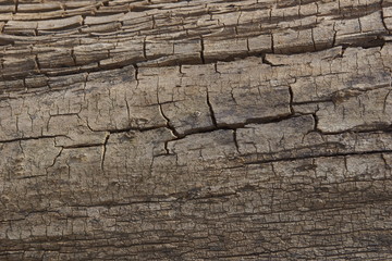 surface of old wood texture background