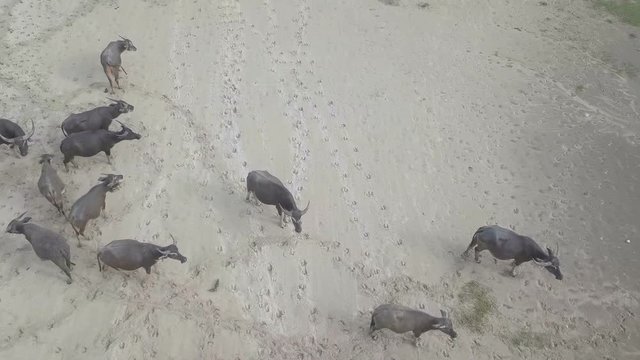 Aerial view of asian buffalos in the beach