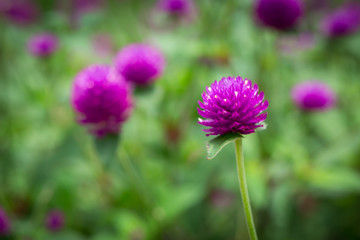 Obraz premium Globe amaranth on the hill side