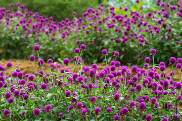 Globe amaranth on the hill side
