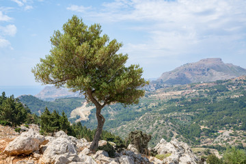 An olive tree against view of Rhodes island from Tsambika hill - 282583135