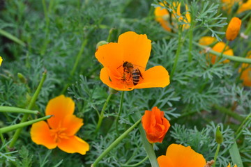 Fototapeta premium yellow flowers and bee