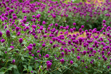 Globe amaranth on the hill side