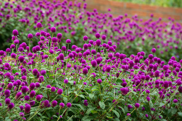 Globe amaranth on the hill side