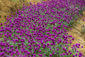 Globe amaranth on the hill side