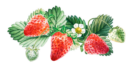 Watercolor red juicy strawberry with leaves. Food background, painted bright composition. Hand drawn food illustration. Fruit print. Summer sweet fruits and berries. - 282583506